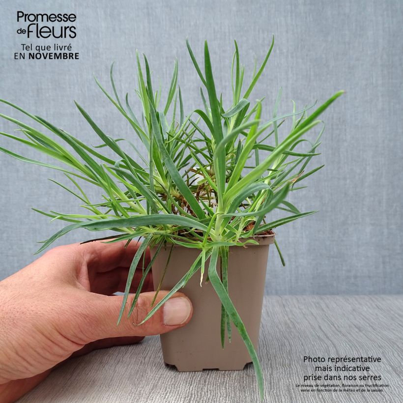 Exemplar von Dianthus alwoodii Romeo - Garten-Nelke Kleine Töpfe von 8/9 cm wie im Herbst geliefert