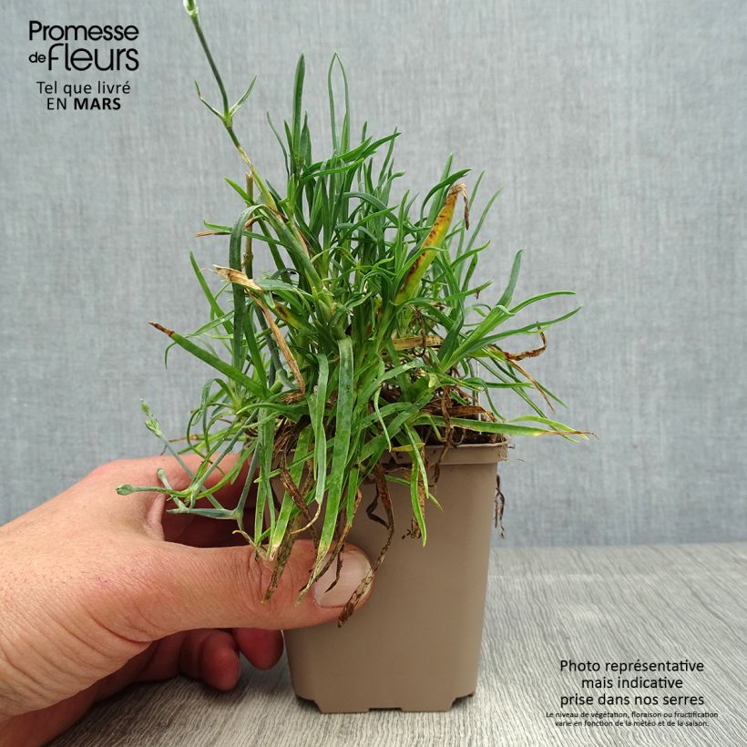 Exemplar von Dianthus alwoodii Romeo - Garten-Nelke Kleine Töpfe von 8/9 cm wie im Frühjahr geliefert