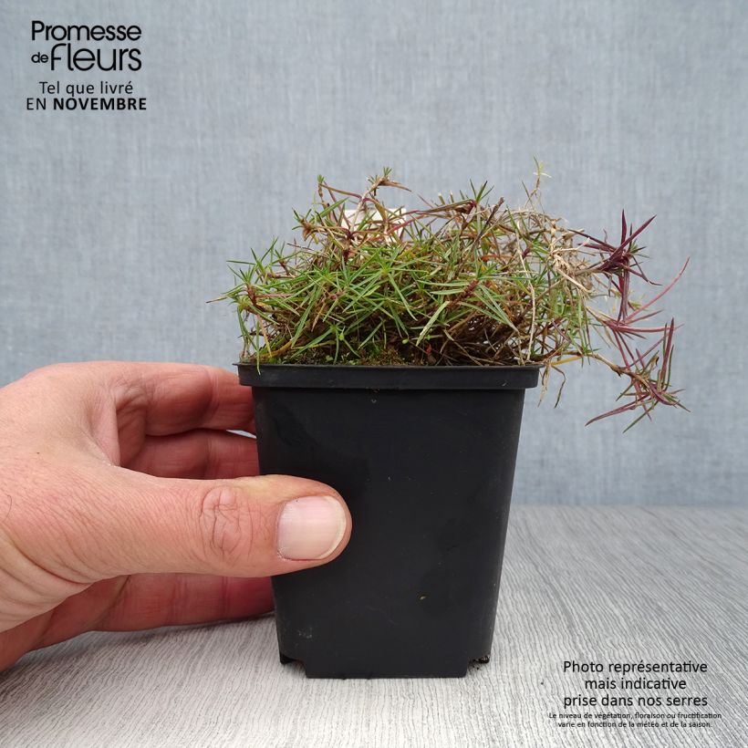 Exemplar von Dianthus arenarius - Gewöhnliche Sand-Nelke Kleine Töpfe von 8/9 cm wie im Herbst geliefert