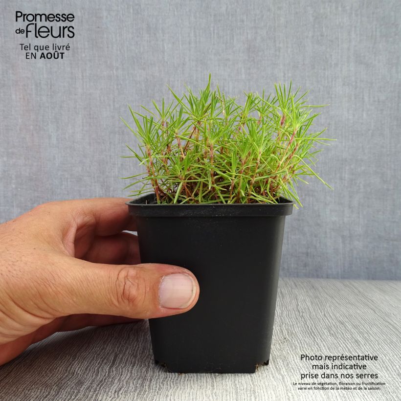 Exemplar von Dianthus arenarius - Gewöhnliche Sand-Nelke Kleine Töpfe von 8/9 cm wie im Sommer geliefert