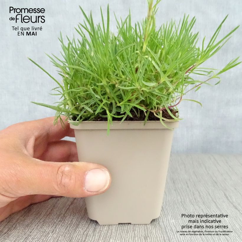 Exemplar von Dianthus arenarius - Gewöhnliche Sand-Nelke Kleine Töpfe von 8/9 cm wie im Frühjahr geliefert