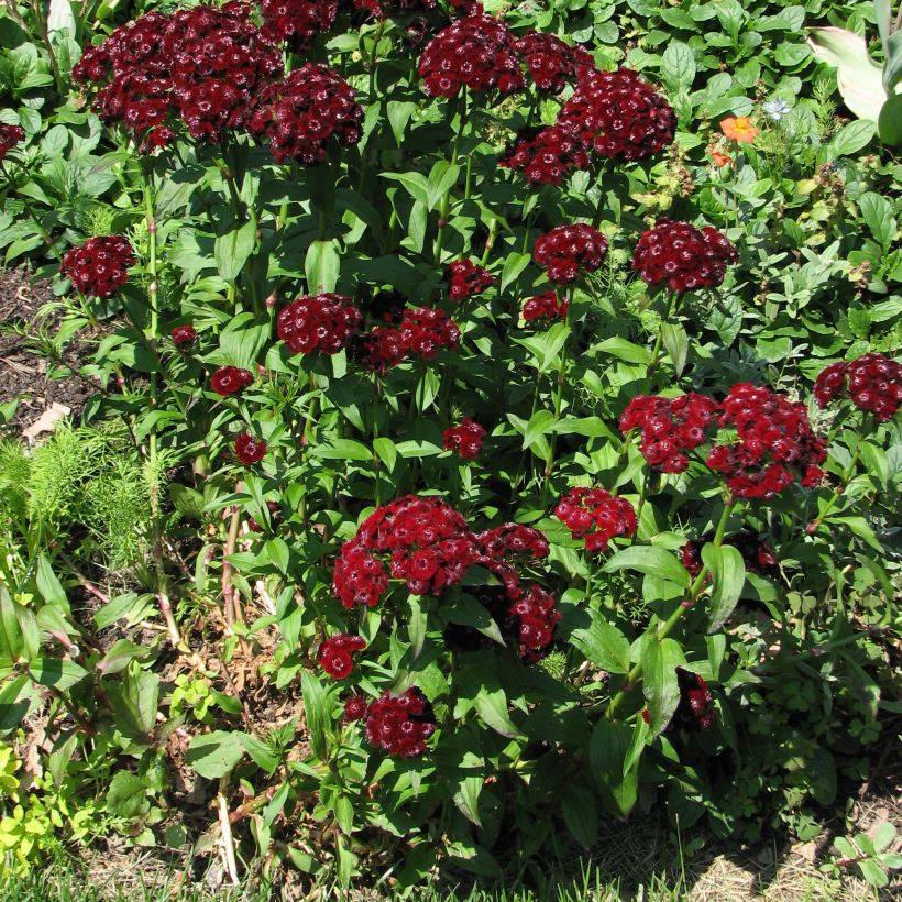 Dianthus barbatus Oeschberg - Bartnelke (Hafen)