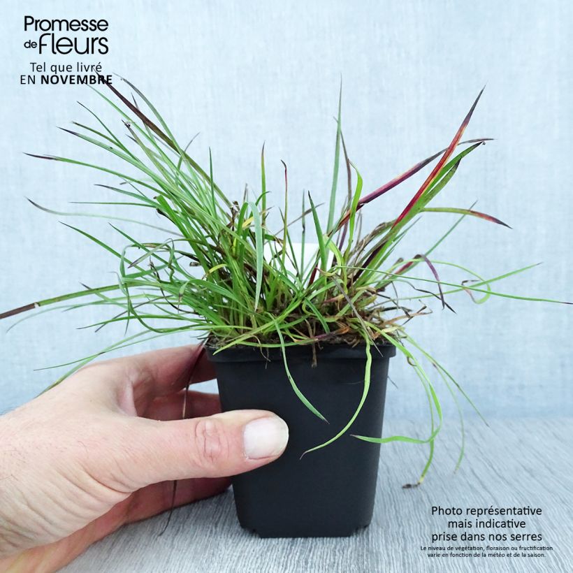 Exemplar von Karthäuser-Nelke - Dianthus carthusianorum Kleine Töpfe von 8/9 cm wie im Herbst geliefert