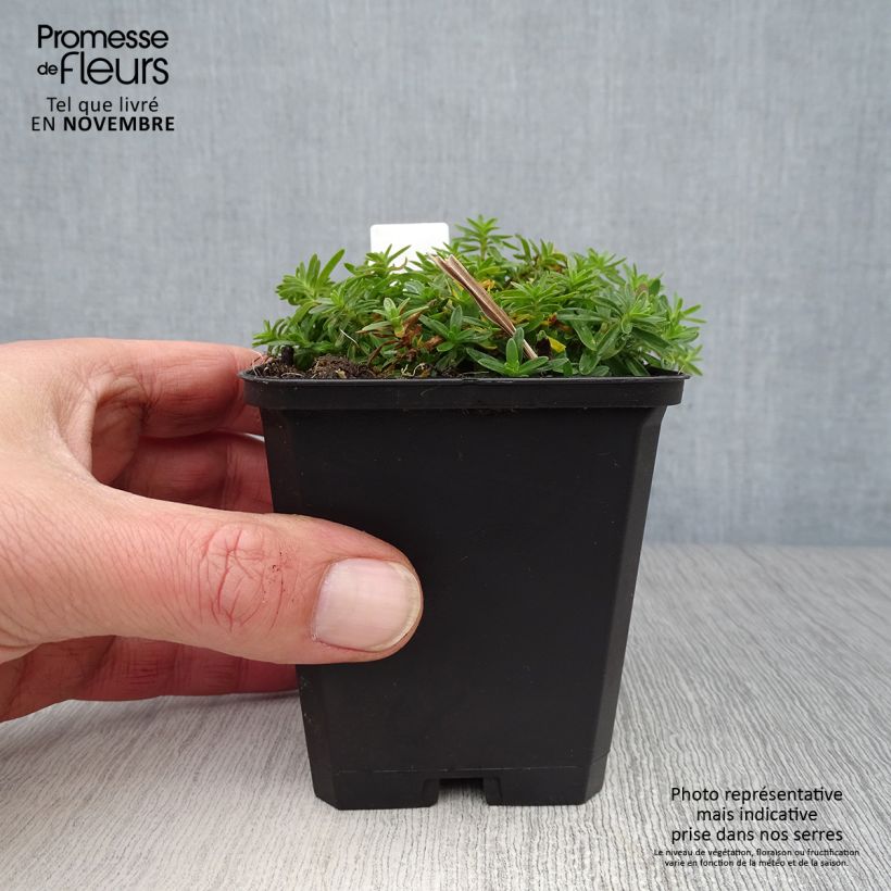 Exemplar von Heide-Nelke Albiflorus - Dianthus deltoides Kleine Töpfe von 8/9 cm wie im Herbst geliefert