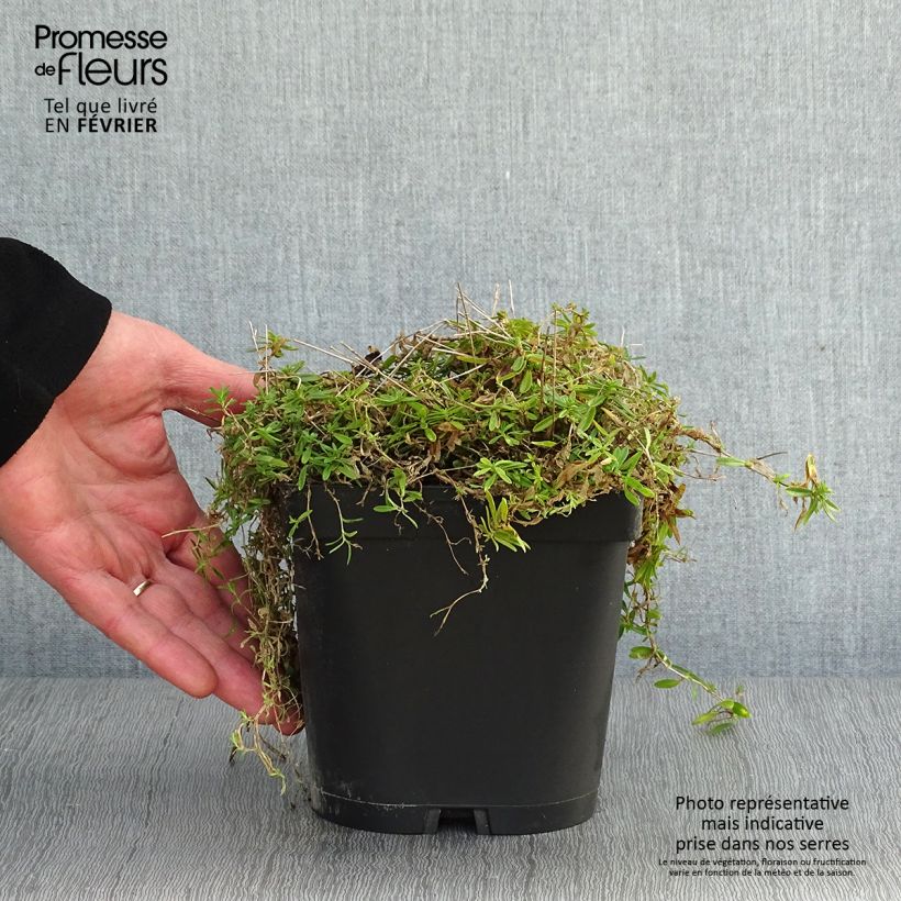 Exemplar von Heide-Nelke Albiflorus - Dianthus deltoides Topf mit 2L/3L wie im Winter geliefert