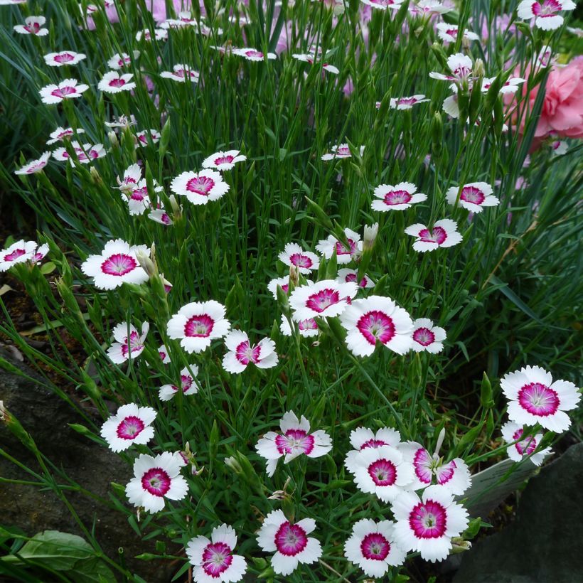 Heide-Nelke Arctic Fire - Dianthus deltoides (Hafen)