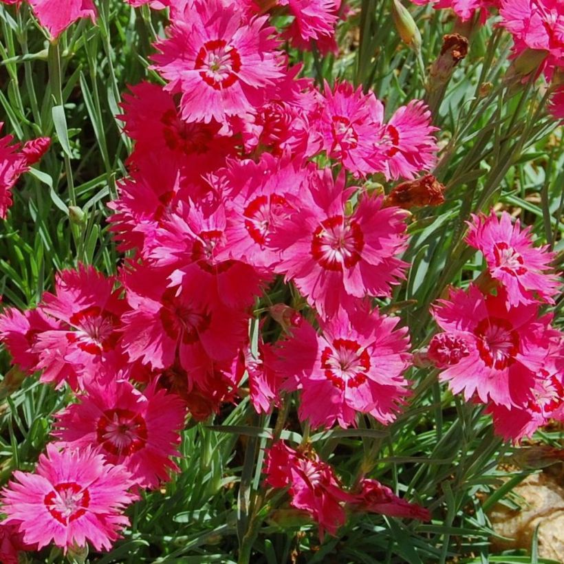 Heide-Nelke Brillant - Dianthus deltoides (Blüte)