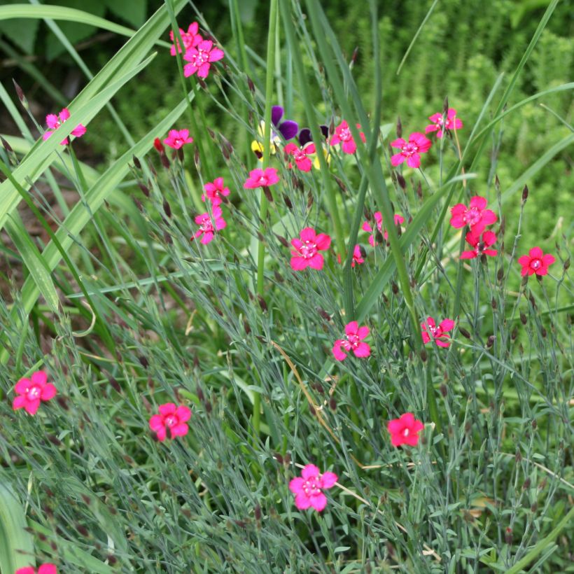 Heide-Nelke Brillant - Dianthus deltoides (Hafen)
