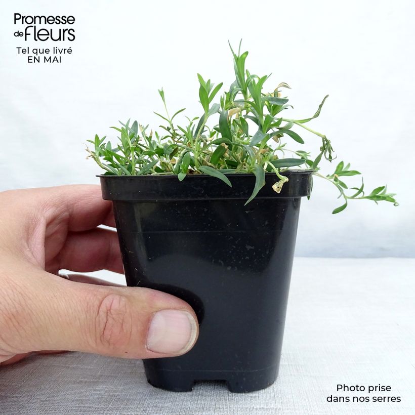 Exemplar von Heide-Nelke Rosea - Dianthus deltoides Kleine Töpfe von 8/9 cm wie im Frühjahr geliefert