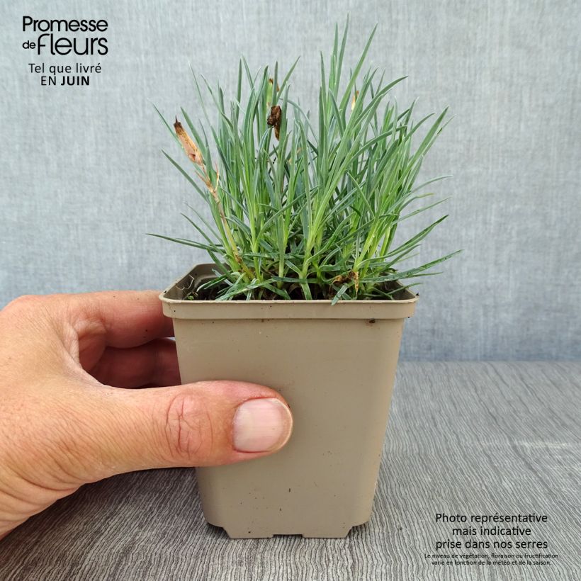 Exemplar von Pfingst-Nelke Badenia - Dianthus gratianopolitanus Kleine Töpfe von 8/9 cm wie im Sommer geliefert