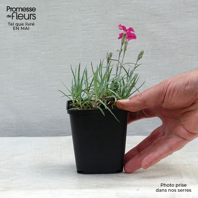 Exemplar von Pfingst-Nelke Badenia - Dianthus gratianopolitanus Kleine Töpfe von 8/9 cm wie im Frühjahr geliefert