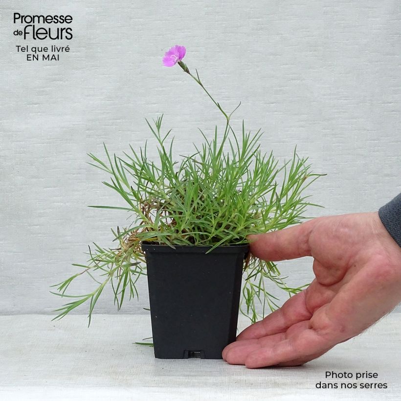 Exemplar von Pfingst-Nelke Eydangeri - Dianthus gratianopolitanus Kleine Töpfe von 8/9 cm wie im Frühjahr geliefert