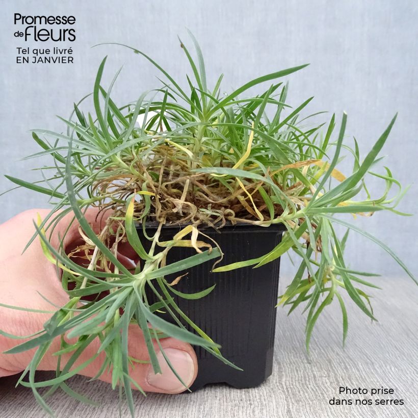 Exemplar von Pfingst-Nelke Eydangeri - Dianthus gratianopolitanus Kleine Töpfe von 8/9 cm wie im Winter geliefert