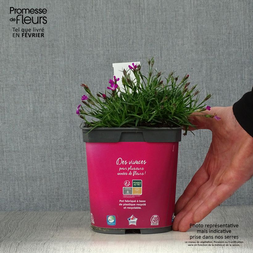 Exemplar von Pfingst-Nelke Kahori - Dianthus gratianopolitanus Topf mit 2L/3L wie im Winter geliefert