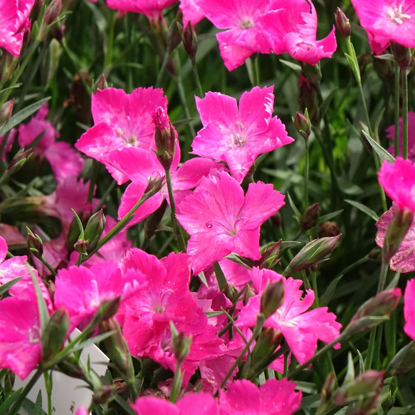 Pfingst-Nelke Kahori - Dianthus gratianopolitanus (Blüte)