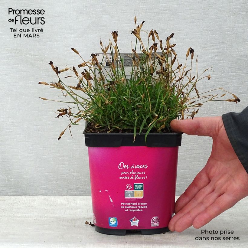 Exemplar von Pfingst-Nelke Kahori - Dianthus gratianopolitanus Topf mit 2L/3L wie im Frühjahr geliefert