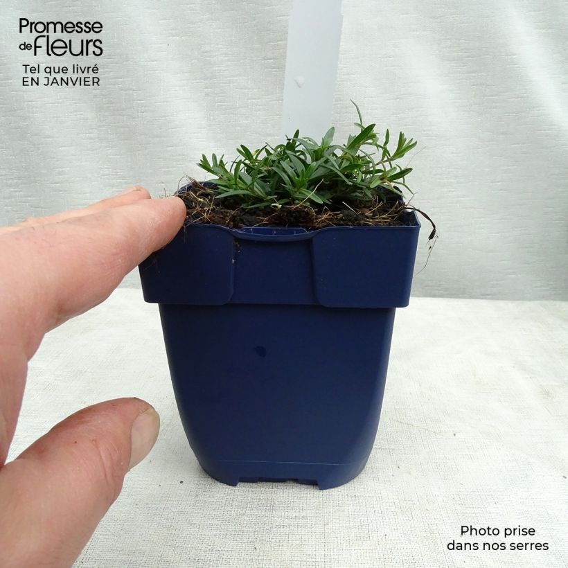Exemplar von Pfingst-Nelke Splendens - Dianthus gratianopolitanus Kleine Töpfe von 8/9 cm wie im Winter geliefert