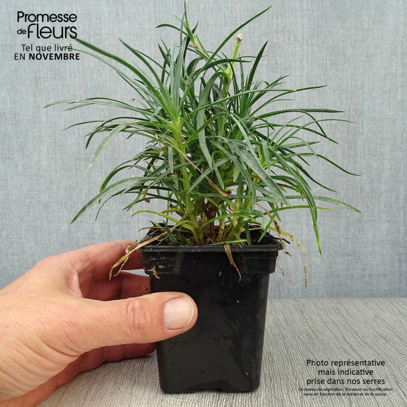Exemplar von Feder-Nelke Cranmere Pool - Dianthus plumarius Kleine Töpfe von 7/8 cm wie im Herbst geliefert