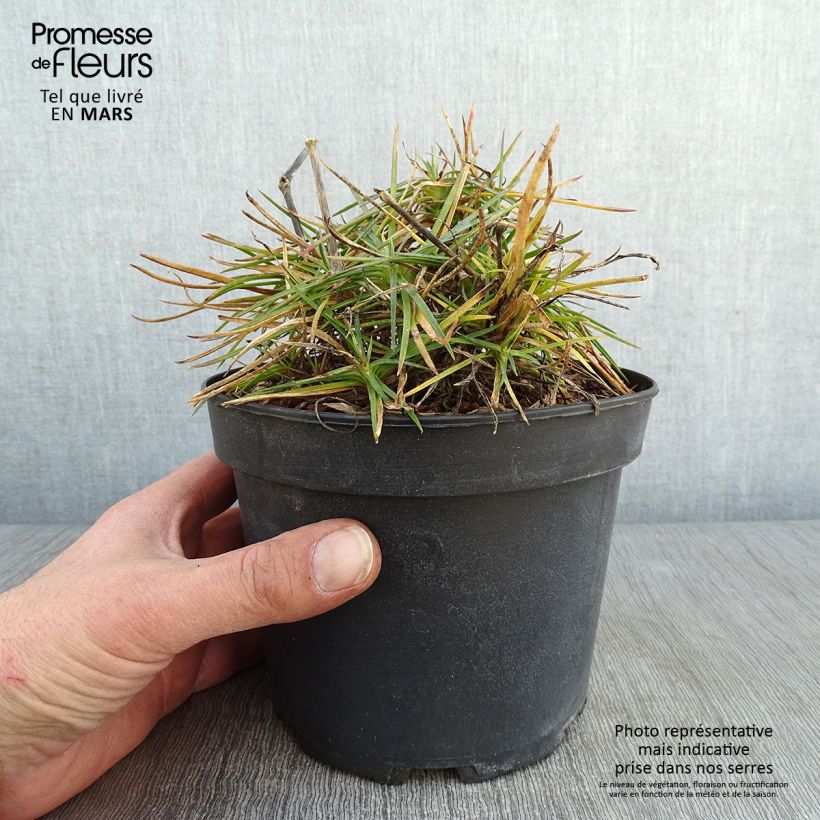 Exemplar von Feder-Nelke Cranmere Pool - Dianthus plumarius Topf mit 2L/3L wie im Winter geliefert