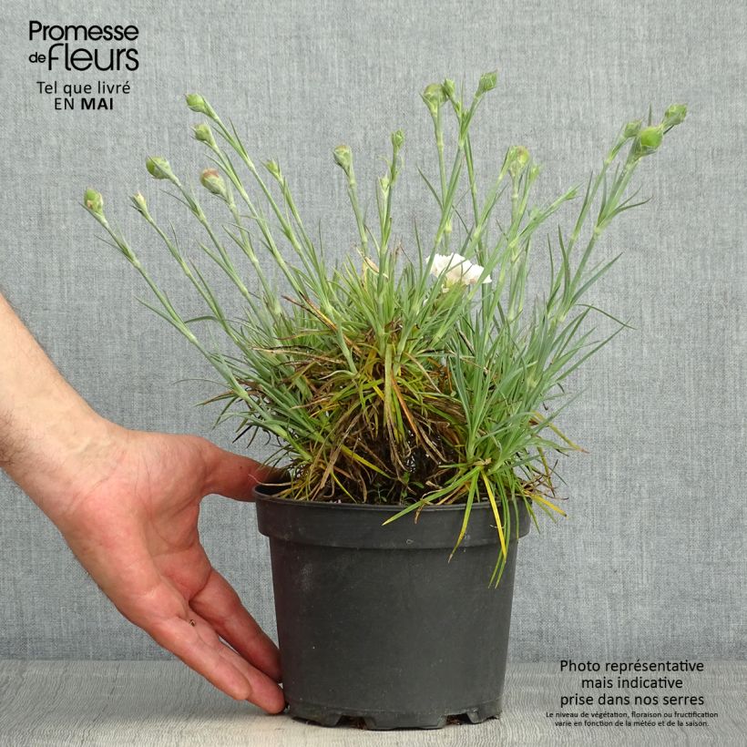 Exemplar von Feder-Nelke Cranmere Pool - Dianthus plumarius Topf mit 2L/3L wie im Frühjahr geliefert