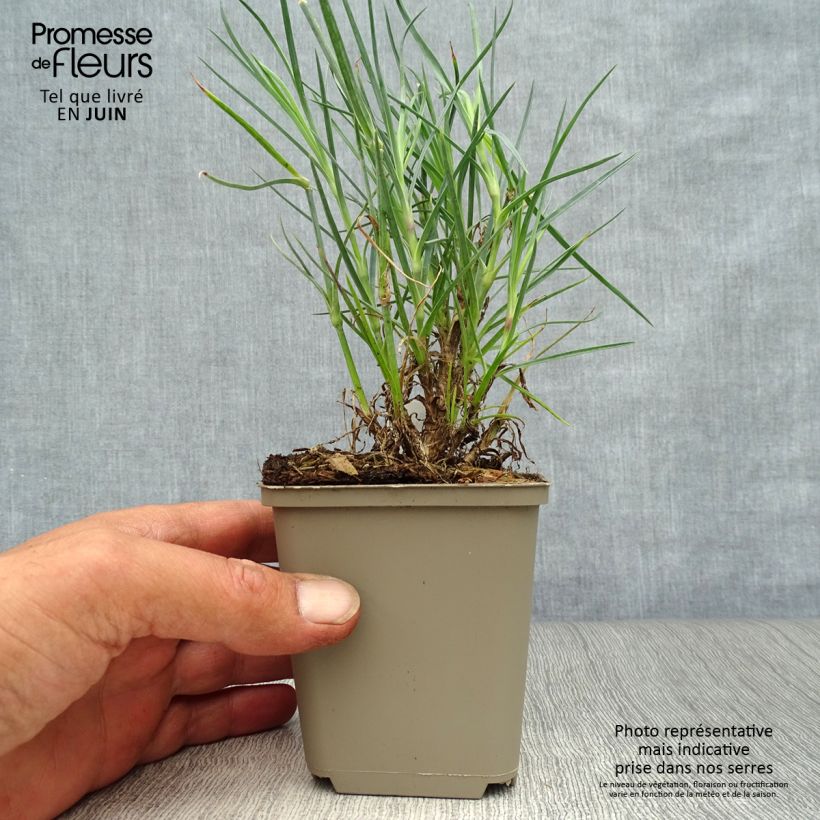 Exemplar von Feder-Nelke David - Dianthus plumarius Kleine Töpfe von 8/9 cm wie im Sommer geliefert