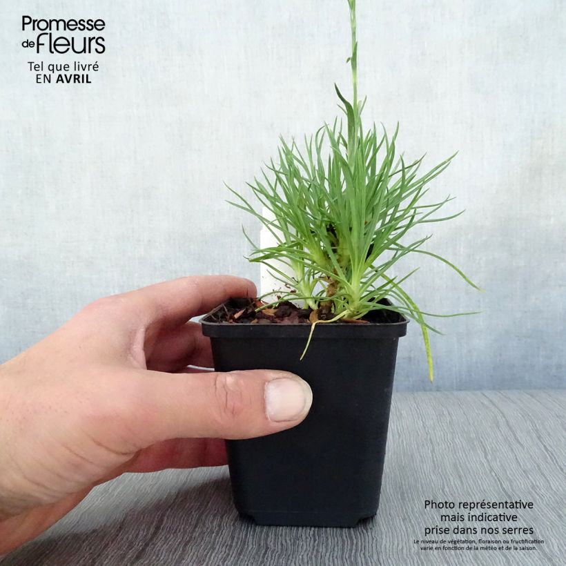 Exemplar von Feder-Nelke Desmond - Dianthus plumarius Kleine Töpfe von 8/9 cm wie im Frühjahr geliefert