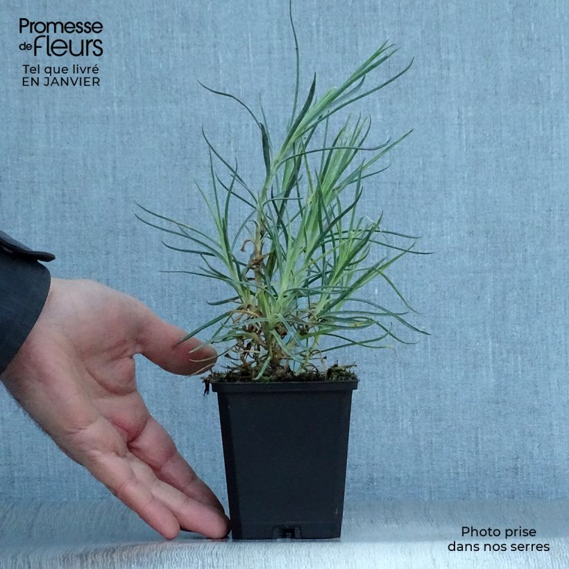 Exemplar von Feder-Nelke Devon Cream - Dianthus plumarius Kleine Töpfe von 8/9 cm wie im Winter geliefert