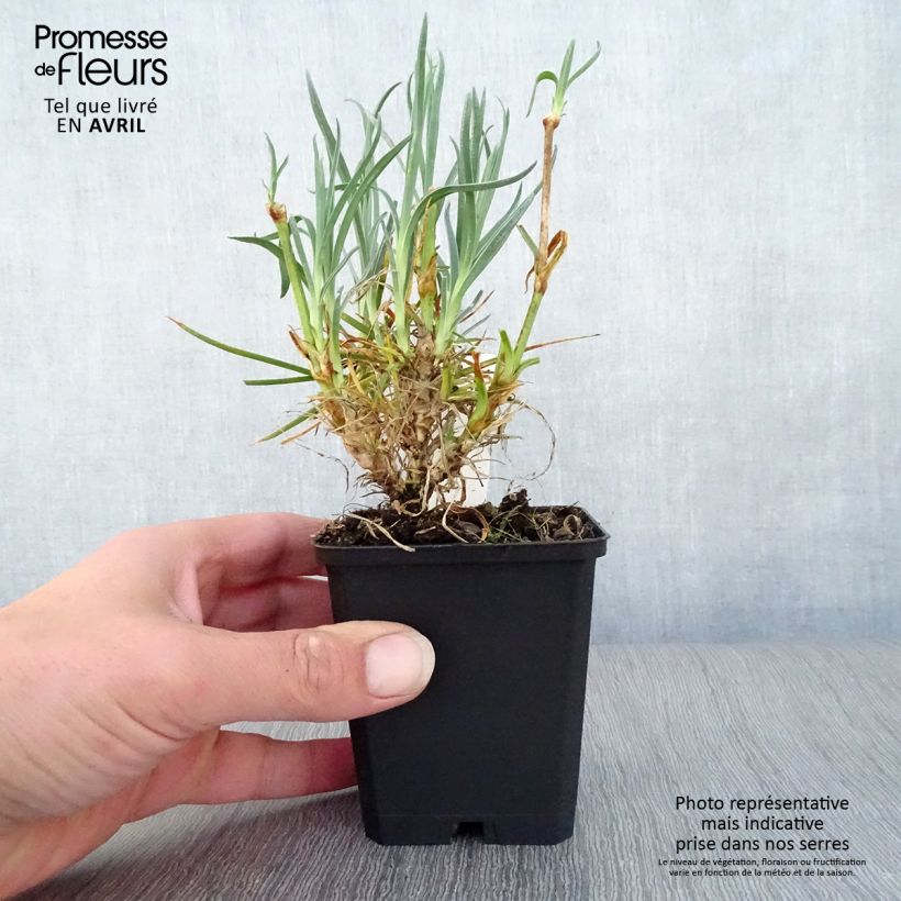 Exemplar von Feder-Nelke Devon Cream - Dianthus plumarius Kleine Töpfe von 8/9 cm wie im Frühjahr geliefert