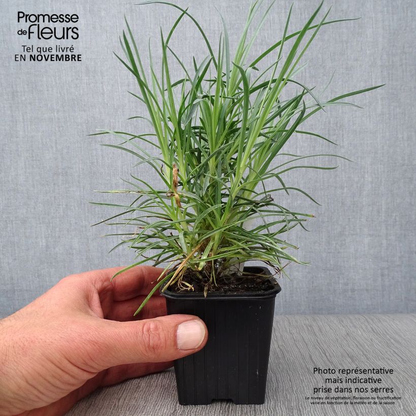 Exemplar von Feder-Nelke Doris - Dianthus plumarius Kleine Töpfe von 8/9 cm wie im Herbst geliefert