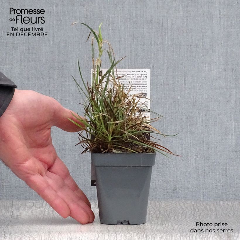 Exemplar von Feder-Nelke Gran's Favourite - Dianthus plumarius Kleine Töpfe von 8/9 cm wie im Winter geliefert