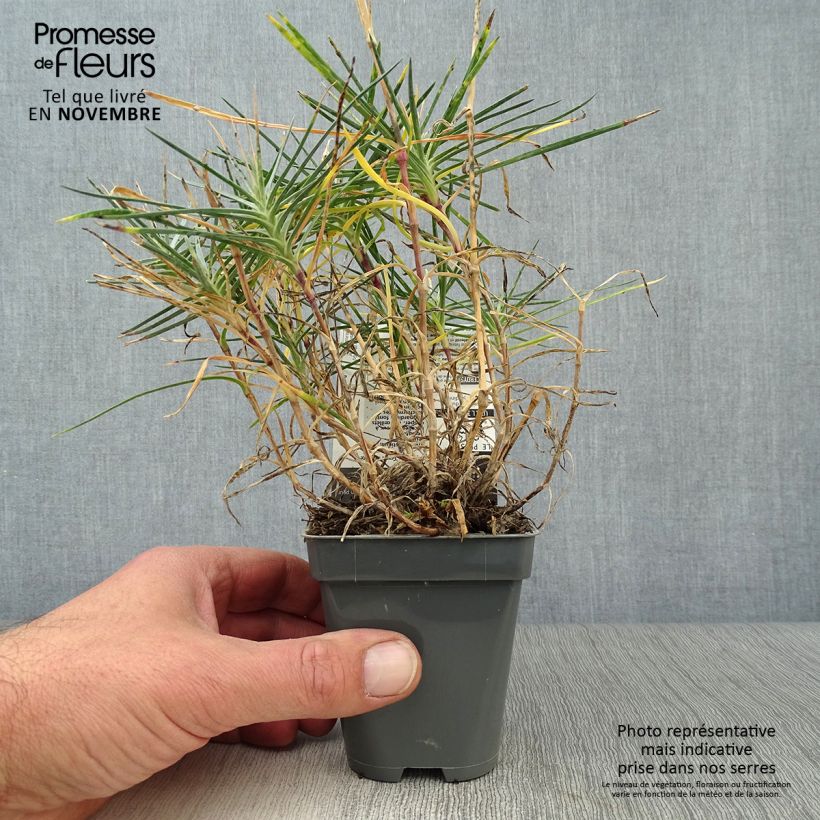 Exemplar von Feder-Nelke Gran's Favourite - Dianthus plumarius Kleine Töpfe von 8/9 cm wie im Herbst geliefert