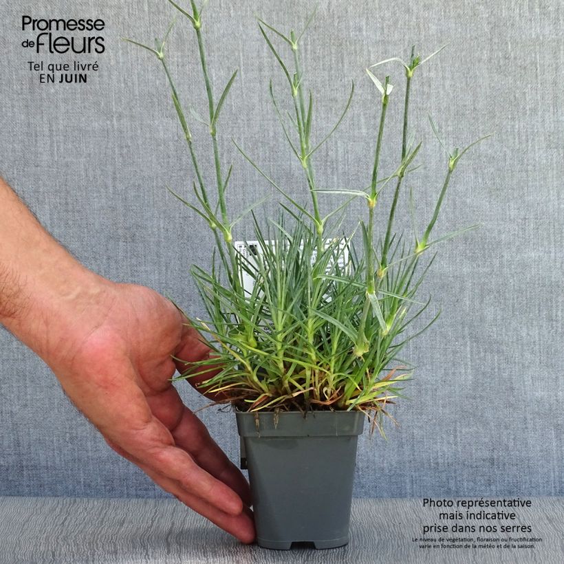Exemplar von Feder-Nelke Gran's Favourite - Dianthus plumarius Kleine Töpfe von 8/9 cm wie im Sommer geliefert