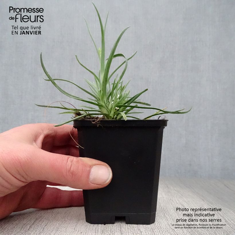 Exemplar von Feder-Nelke Haytor White - Dianthus plumarius Kleine Töpfe von 8/9 cm wie im Winter geliefert