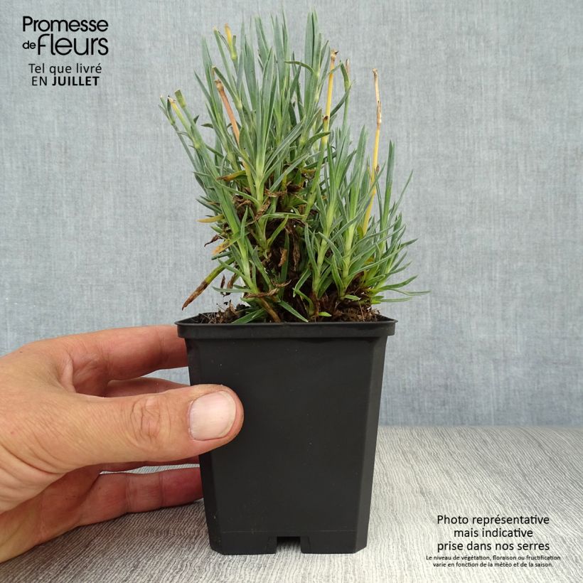 Exemplar von Feder-Nelke Heidi - Dianthus plumarius Kleine Töpfe von 8/9 cm wie im Sommer geliefert