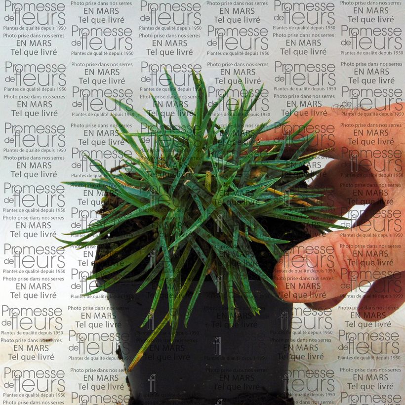 Beispiel eines Exemplars von Feder-Nelke Helen - Dianthus plumarius Kleine Töpfe von 8/9 cm wie geliefert