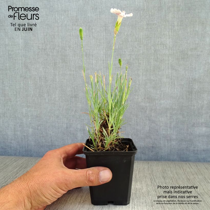 Exemplar von Feder-Nelke Ine - Dianthus plumarius Kleine Töpfe von 8/9 cm wie im Sommer geliefert