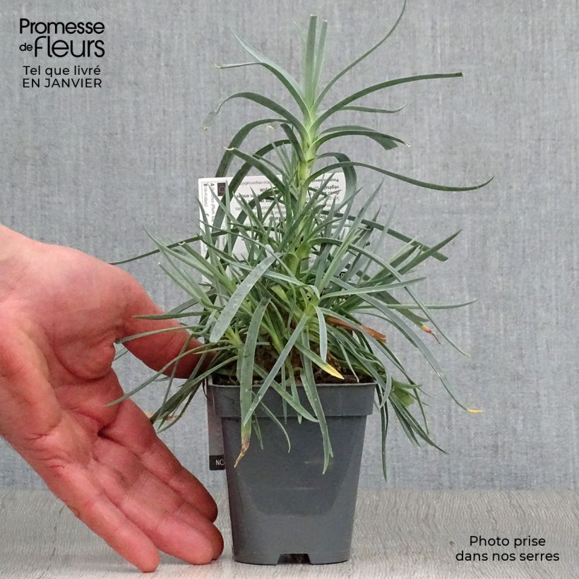 Exemplar von Feder-Nelke Lady in Red - Dianthus plumarius Kleine Töpfe von 8/9 cm wie im Winter geliefert