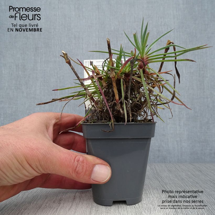 Exemplar von Feder-Nelke Lily the Pink - Dianthus plumarius Kleine Töpfe von 8/9 cm wie im Herbst geliefert