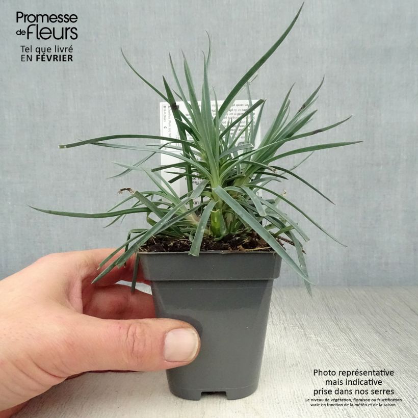 Exemplar von Feder-Nelke Lily the Pink - Dianthus plumarius Kleine Töpfe von 8/9 cm wie im Winter geliefert