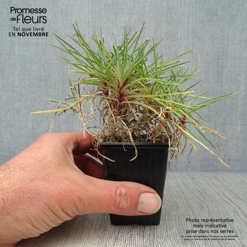 Exemplar von Feder-Nelke Moulin Rouge - Dianthus plumarius Kleine Töpfe von 7/8 cm wie im Herbst geliefert