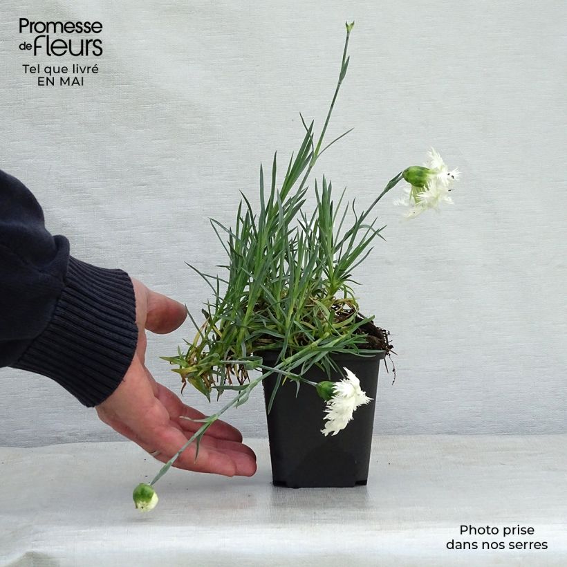 Exemplar von Feder-Nelke Mrs Sinkins - Dianthus plumarius Kleine Töpfe von 8/9 cm wie im Frühjahr geliefert