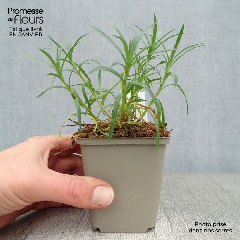 Exemplar von Feder-Nelke Mrs Sinkins - Dianthus plumarius Kleine Töpfe von 8/9 cm wie im Winter geliefert