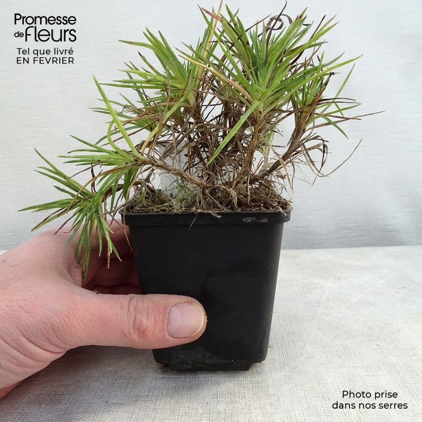 Exemplar von Feder-Nelke Munot - Dianthus plumarius Kleine Töpfe von 8/9 cm wie im Winter geliefert