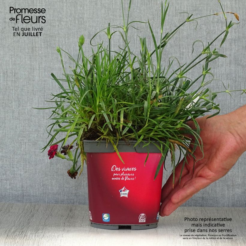 Exemplar von Feder-Nelke Passion Hot Red - Dianthus plumarius Topf mit 2L/3L wie im Sommer geliefert