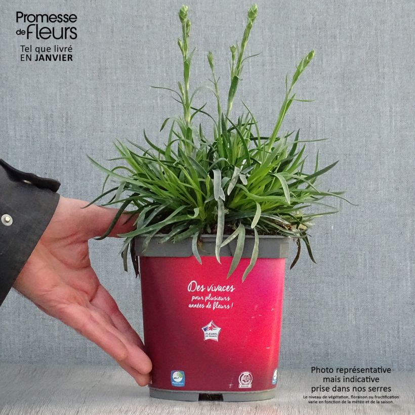 Exemplar von Feder-Nelke Passion Hot Red - Dianthus plumarius Topf mit 2L/3L wie im Winter geliefert