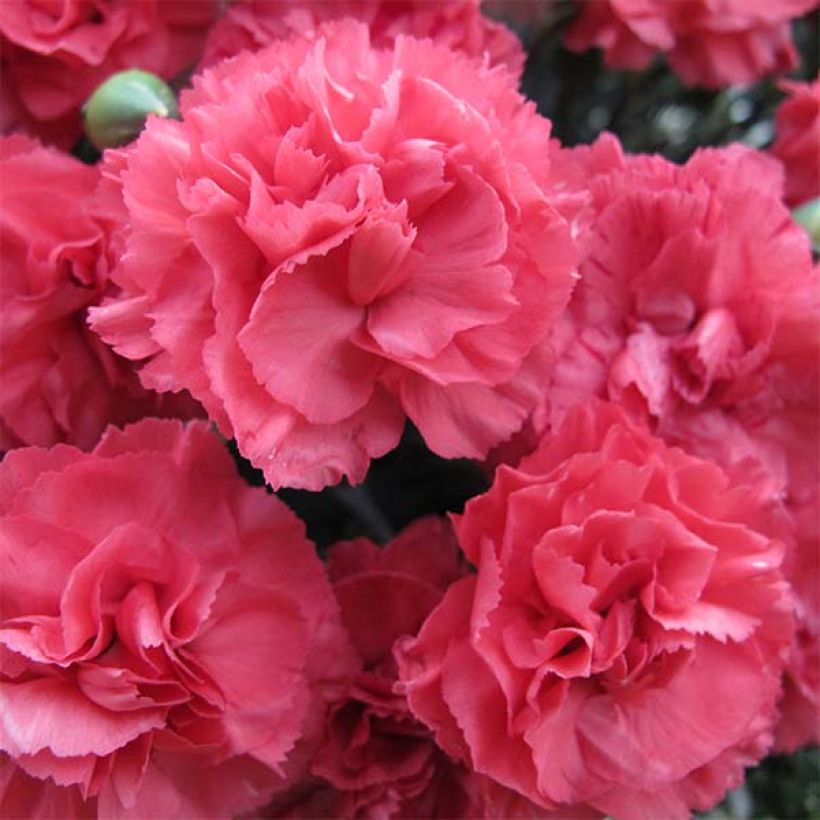 Feder-Nelke Pretty Flamingo - Dianthus plumarius (Blüte)