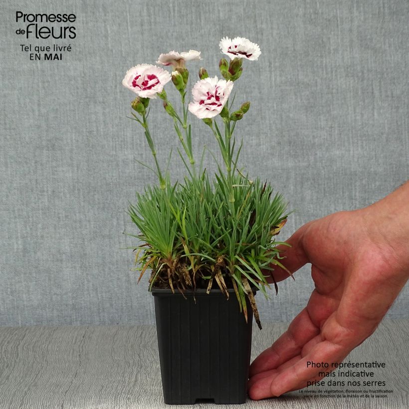 Exemplar von Feder-Nelke Scent First Coconut Sundae - Dianthus plumarius Kleine Töpfe von 7/8 cm wie im Frühjahr geliefert