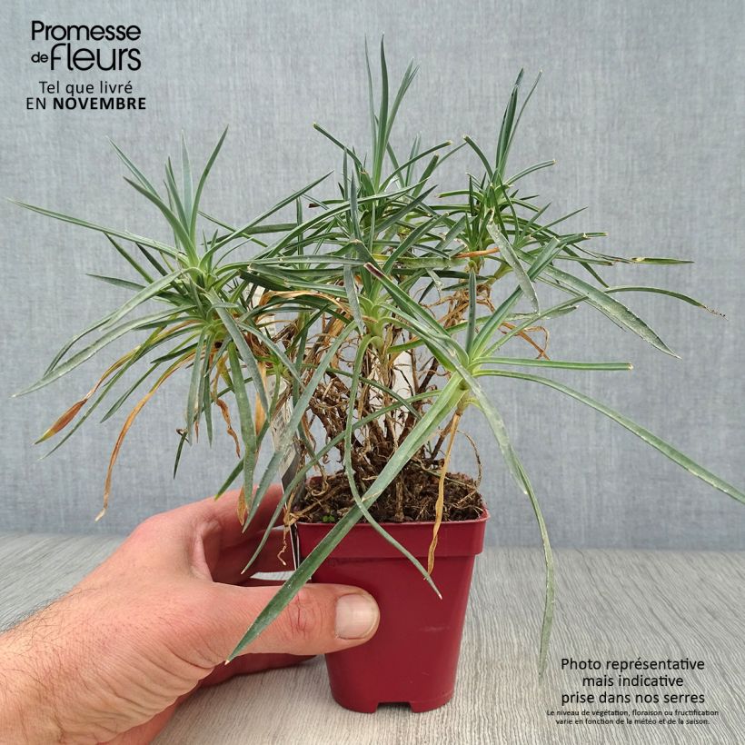 Exemplar von Feder-Nelke Scent First Memories - Dianthus plumarius Kleine Töpfe von 7/8 cm wie im Herbst geliefert