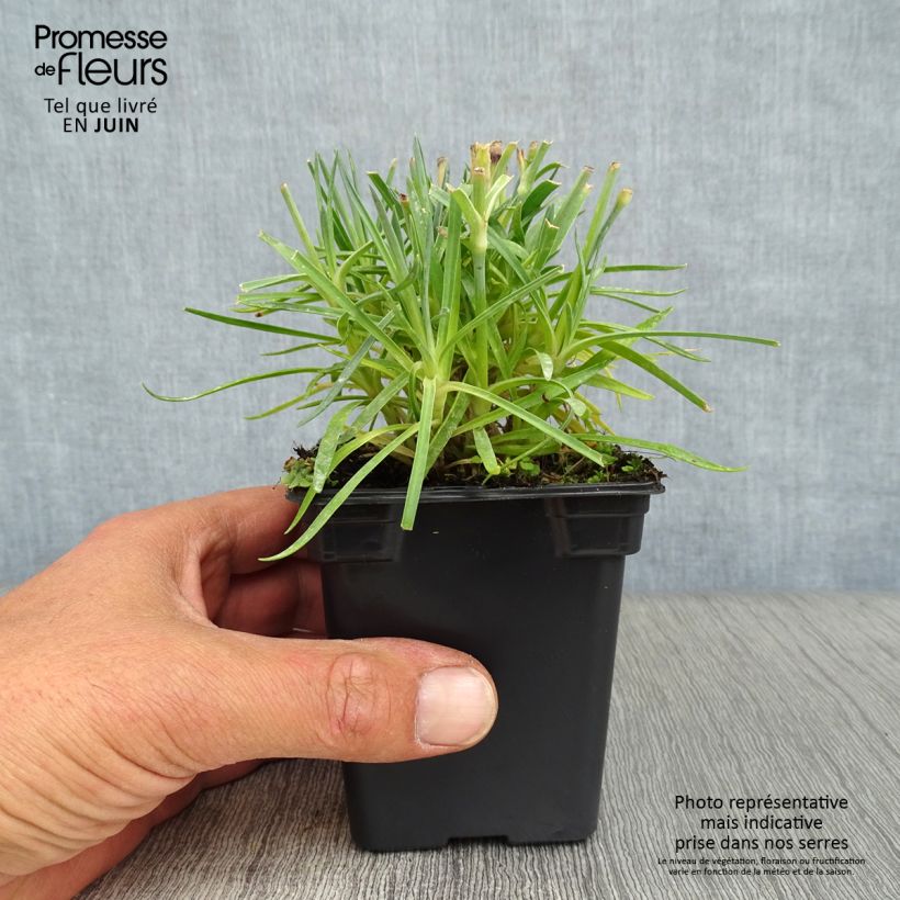 Exemplar von Feder-Nelke Scent First Memories - Dianthus plumarius Kleine Töpfe von 7/8 cm wie im Sommer geliefert