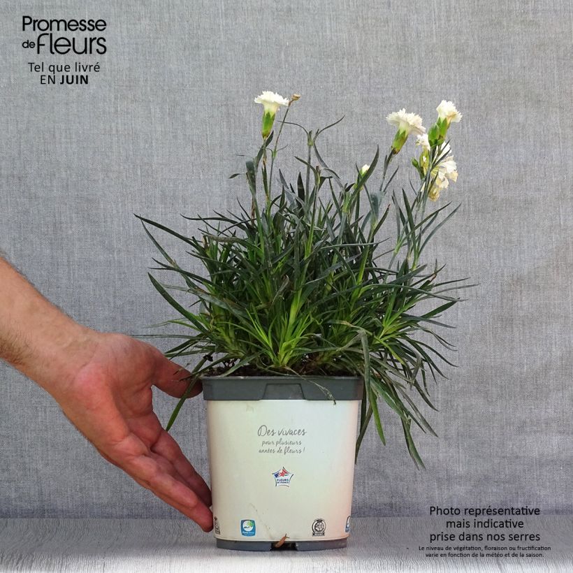 Exemplar von Feder-Nelke Scent First Memories - Dianthus plumarius Topf mit 2L/3L wie im Sommer geliefert